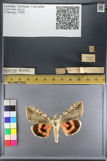 Media type: image;   Entomology 747071